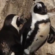 Image for article titled Gay Penguin Couple Forced To Go Straight